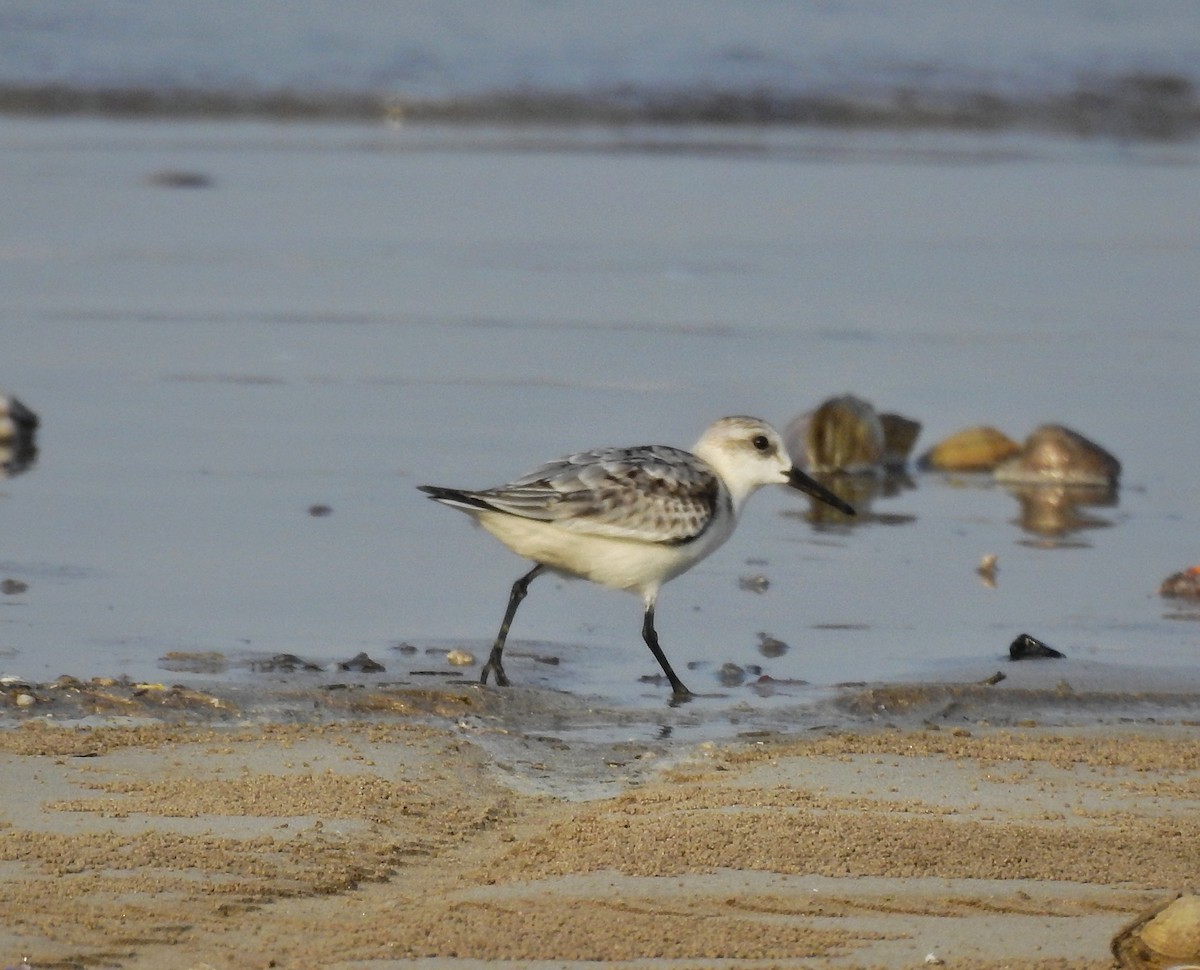 Sanderling - ML384693761