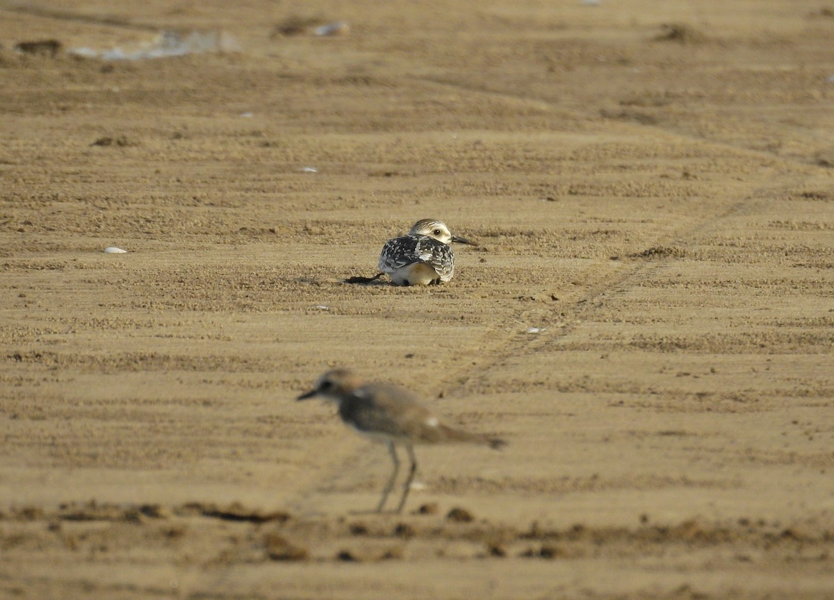 Sanderling - ML384693811