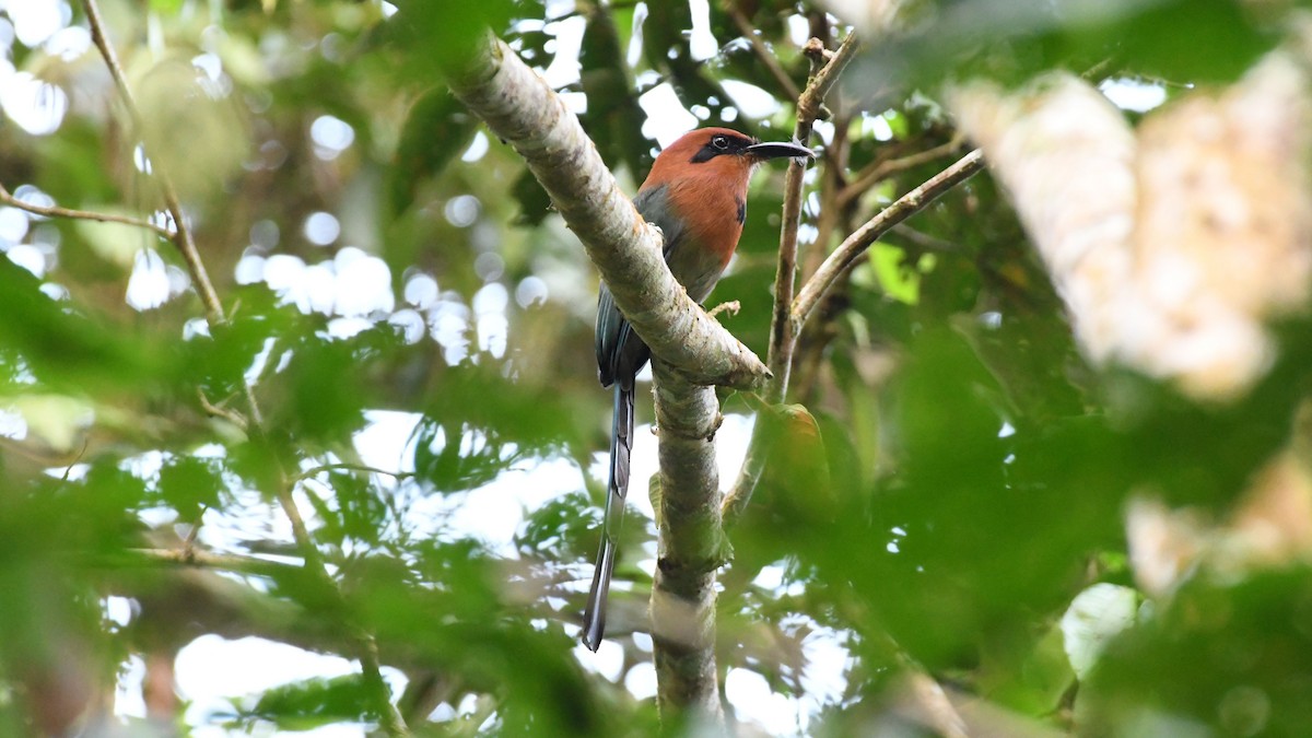 Plattschnabelmotmot - ML384694931