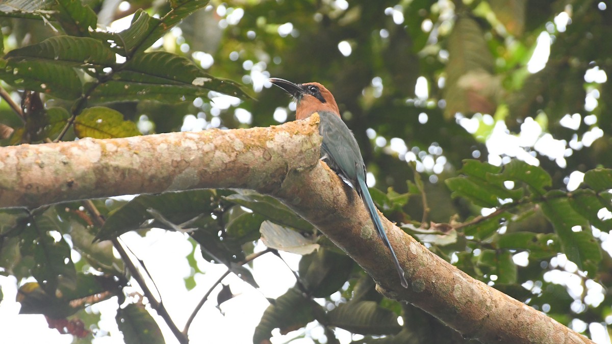 Plattschnabelmotmot - ML384694961