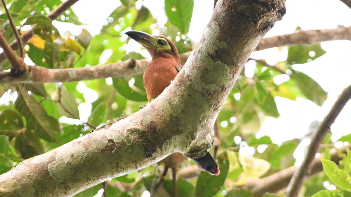 Golden-collared Toucanet - Vlad Sladariu