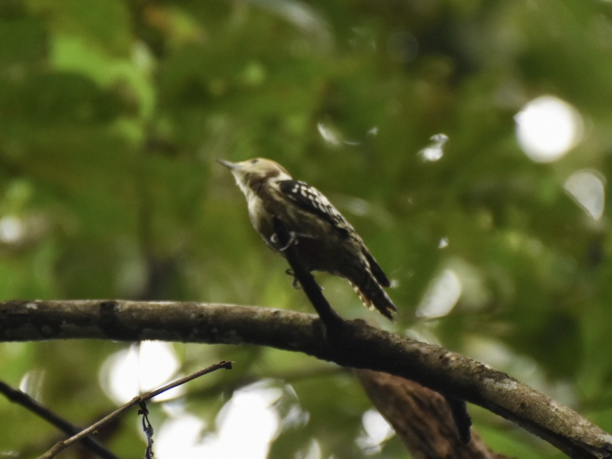 Yellow-crowned Woodpecker - Sabarish  D