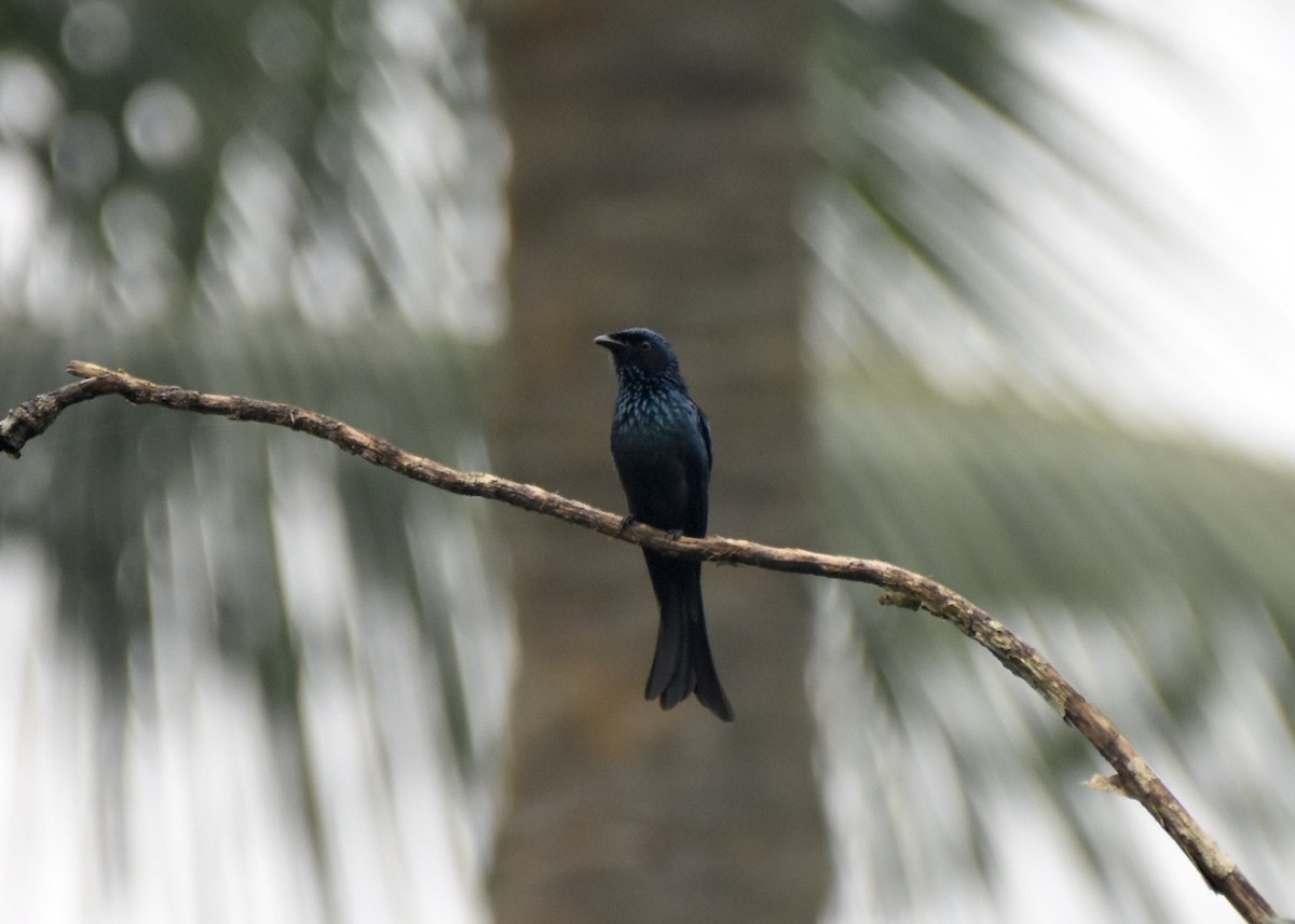 Bronzed Drongo - ML384696361