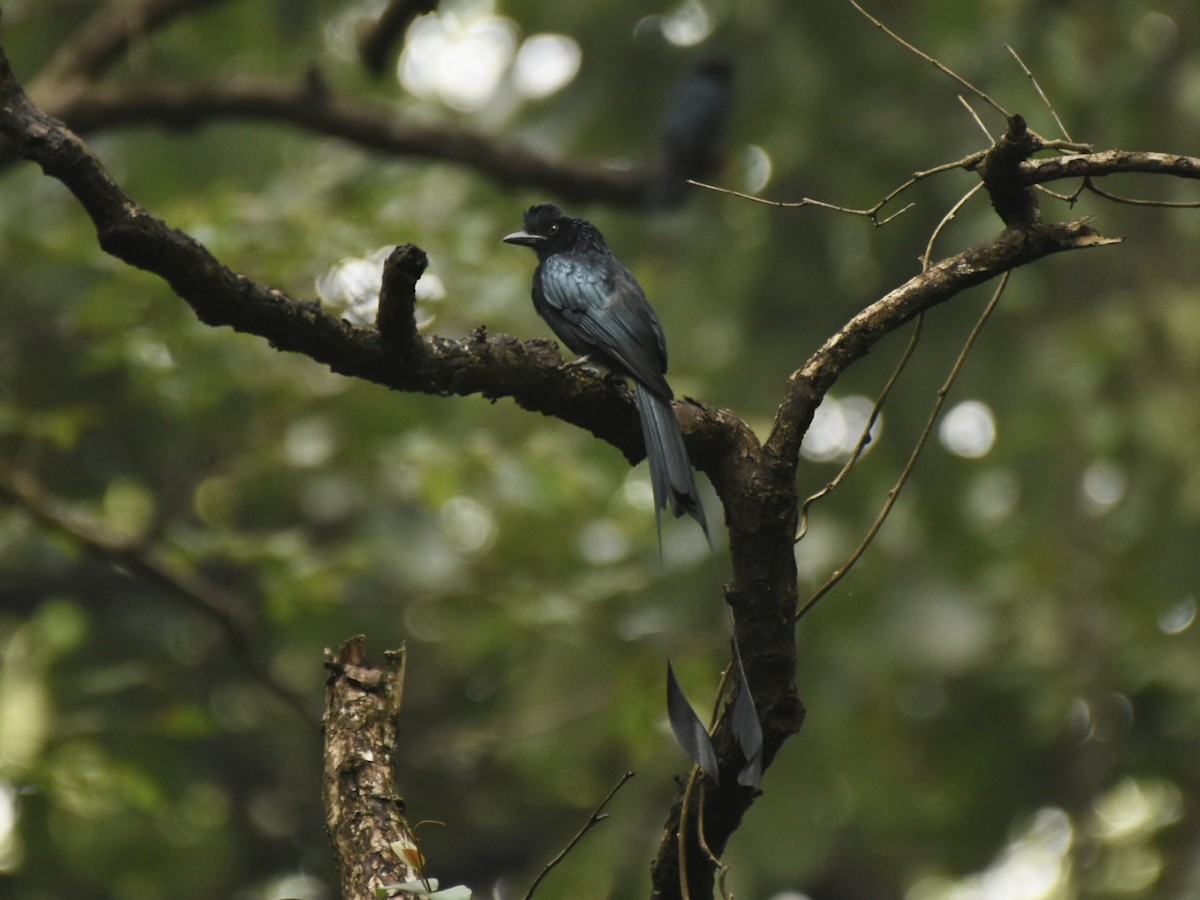 Greater Racket-tailed Drongo - ML384696411