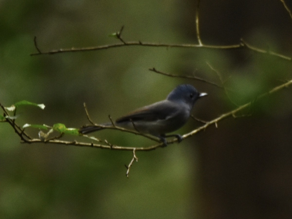 Black-naped Monarch - ML384696531