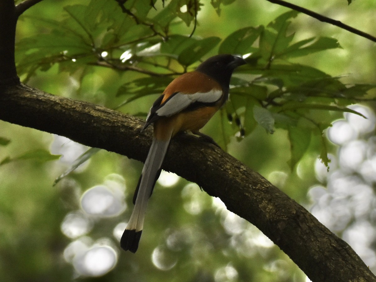 Rufous Treepie - ML384696611