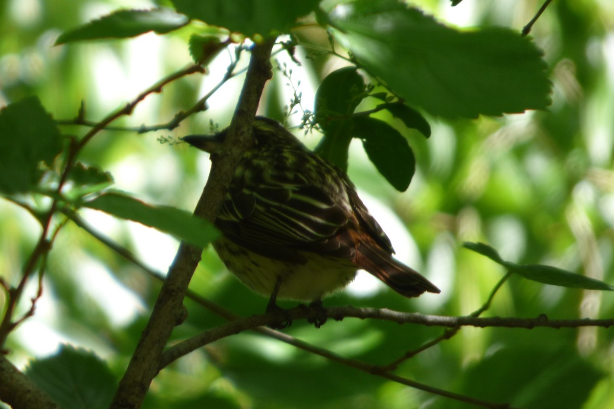 Streaked Flycatcher - ML384697501