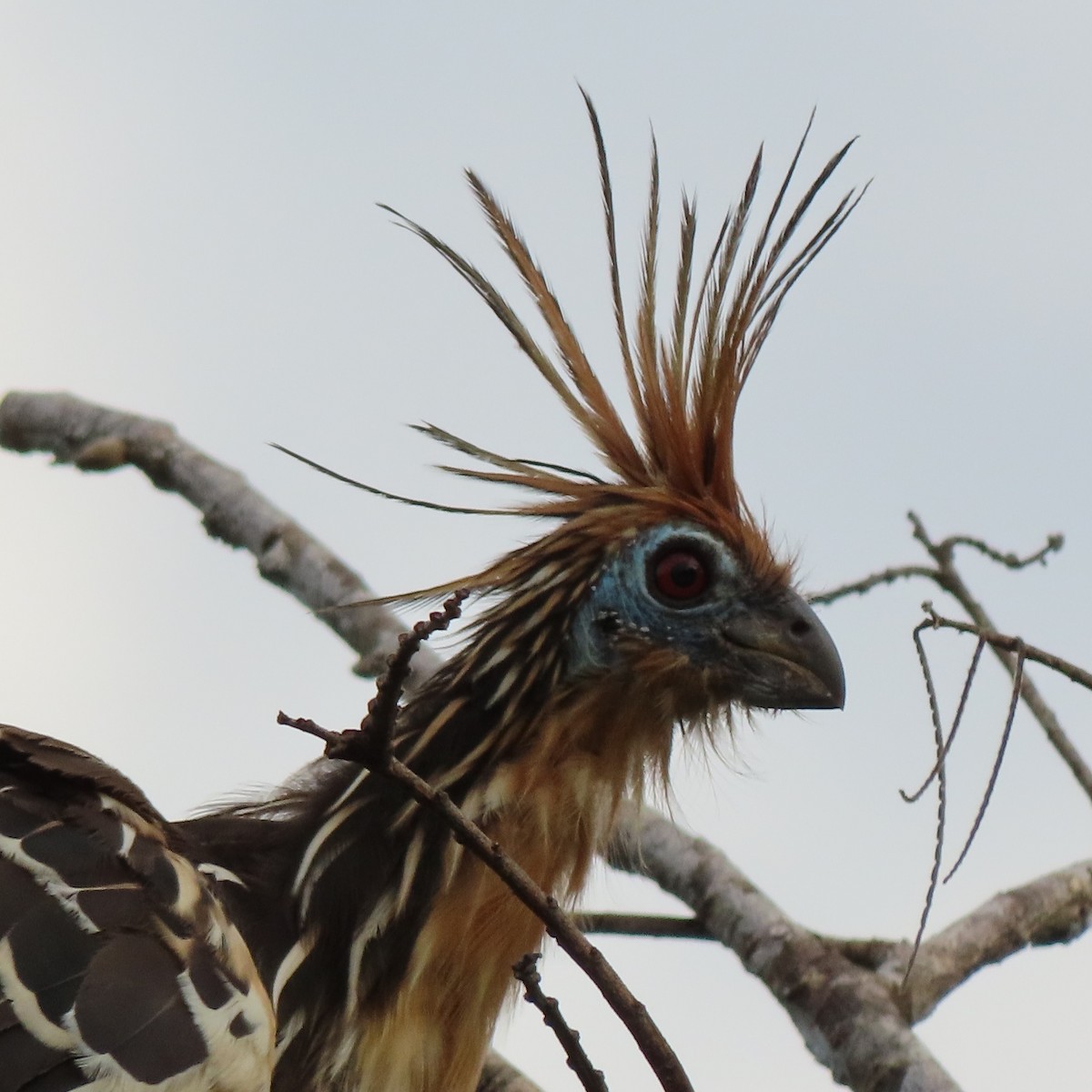 Hoatzin - ML384698311