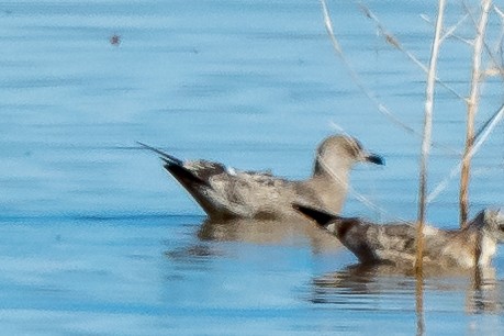 Herring Gull - ML384698791