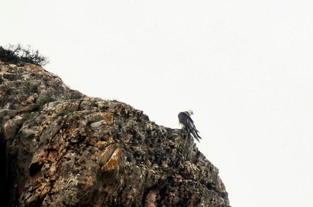 Bearded Vulture - ML384699961