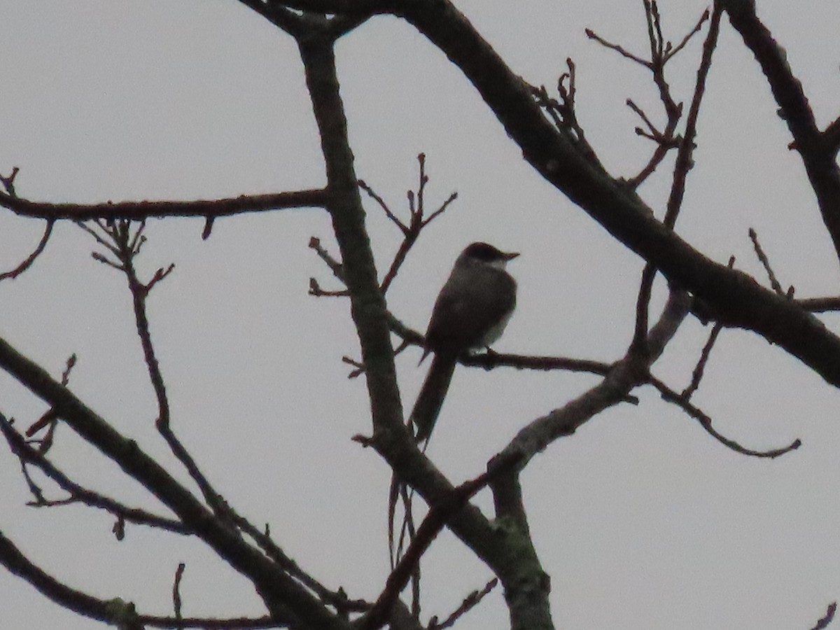 Fork-tailed Flycatcher - ML384700241