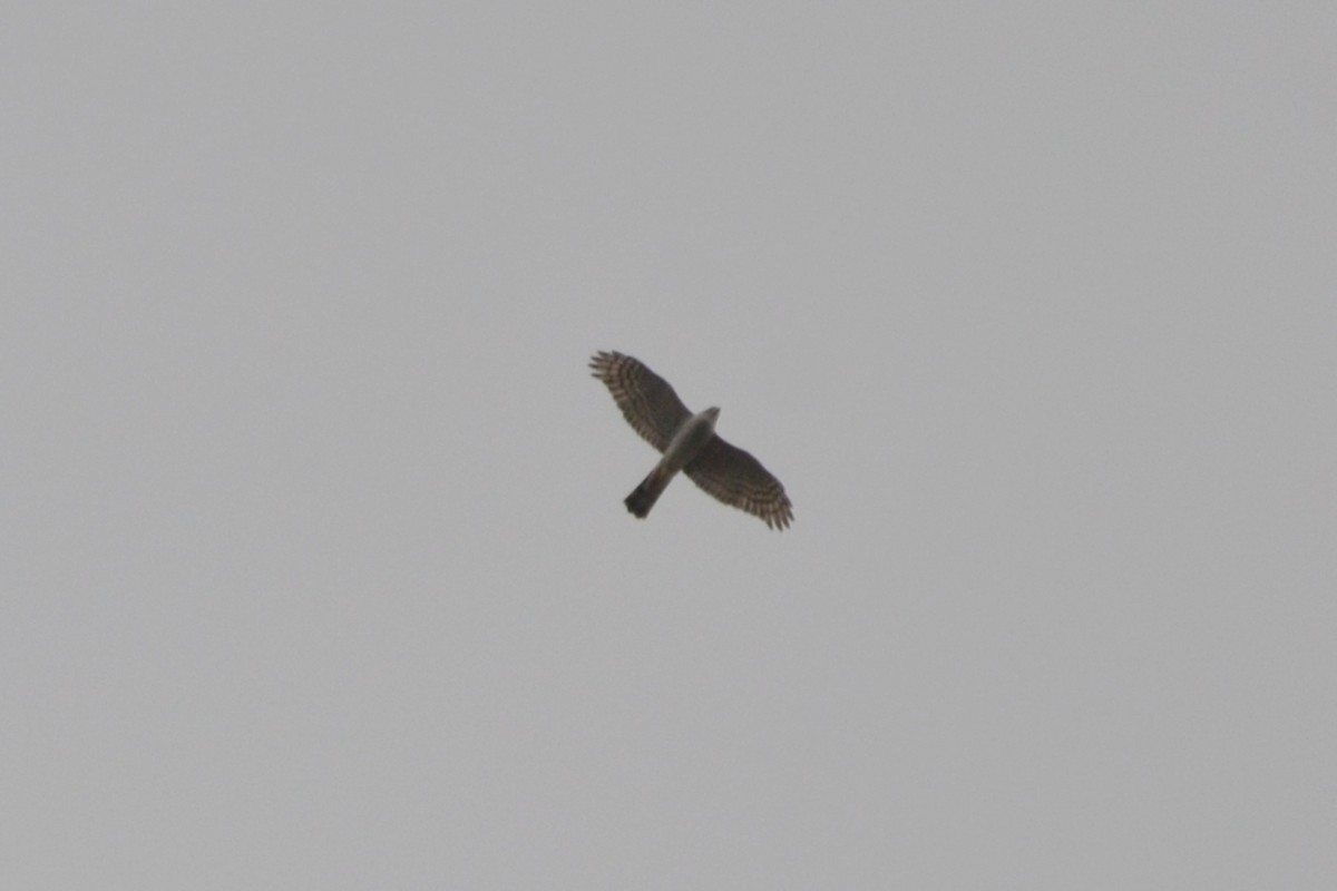 Eurasian Sparrowhawk - Paulo  Roncon