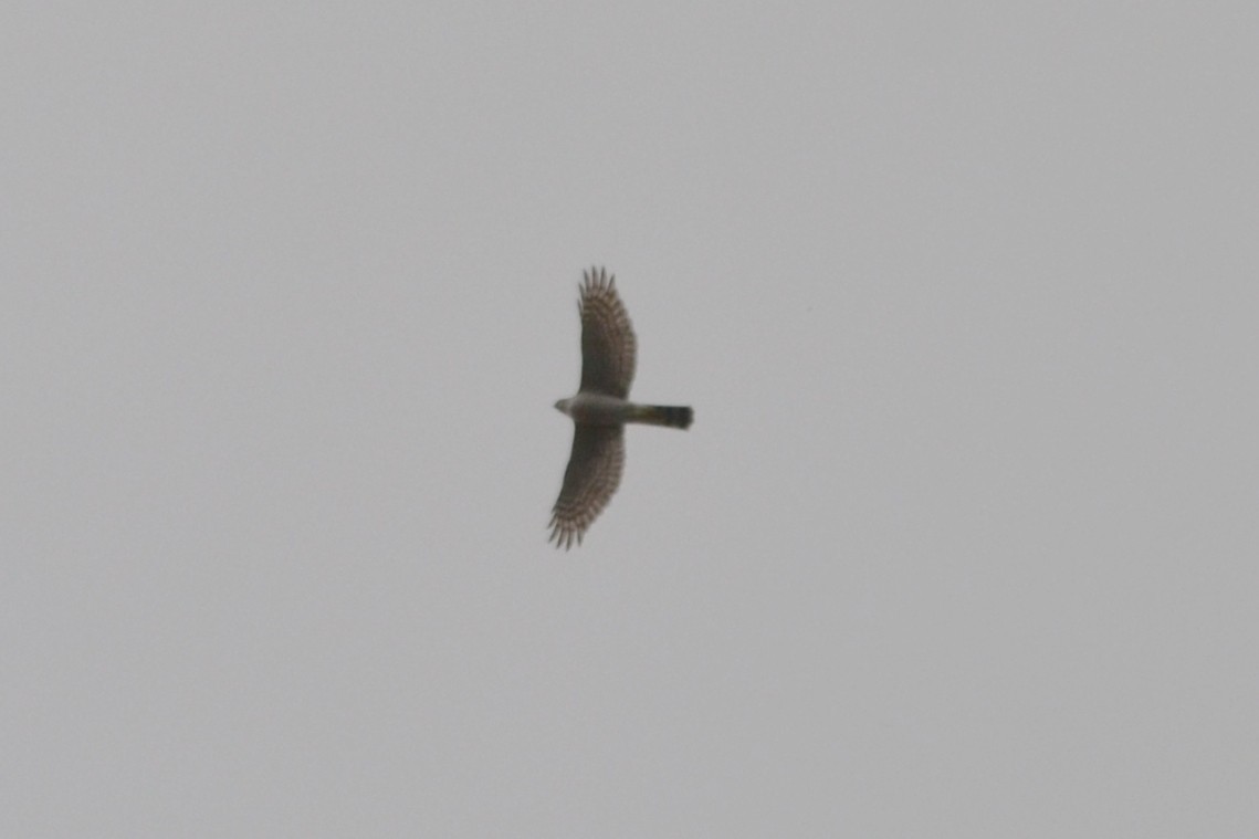 Eurasian Sparrowhawk - Paulo  Roncon