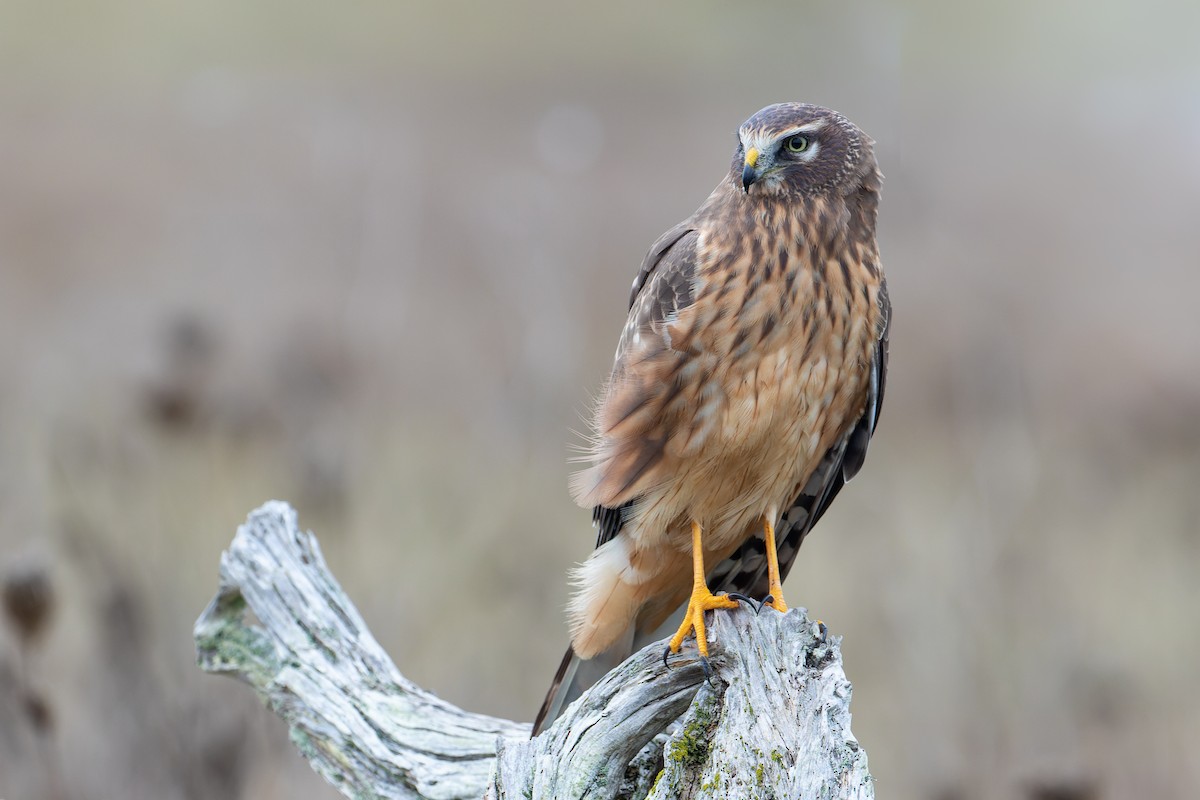 Northern Harrier - ML384701741