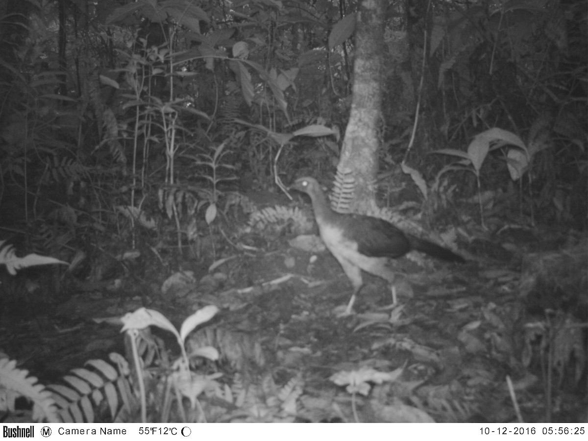 Sickle-winged Guan - ML38470221