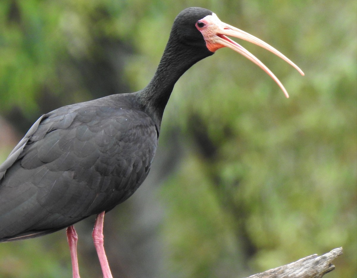 Bare-faced Ibis - ML384705791