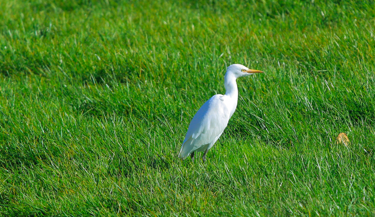 Western Cattle Egret - ML384705991