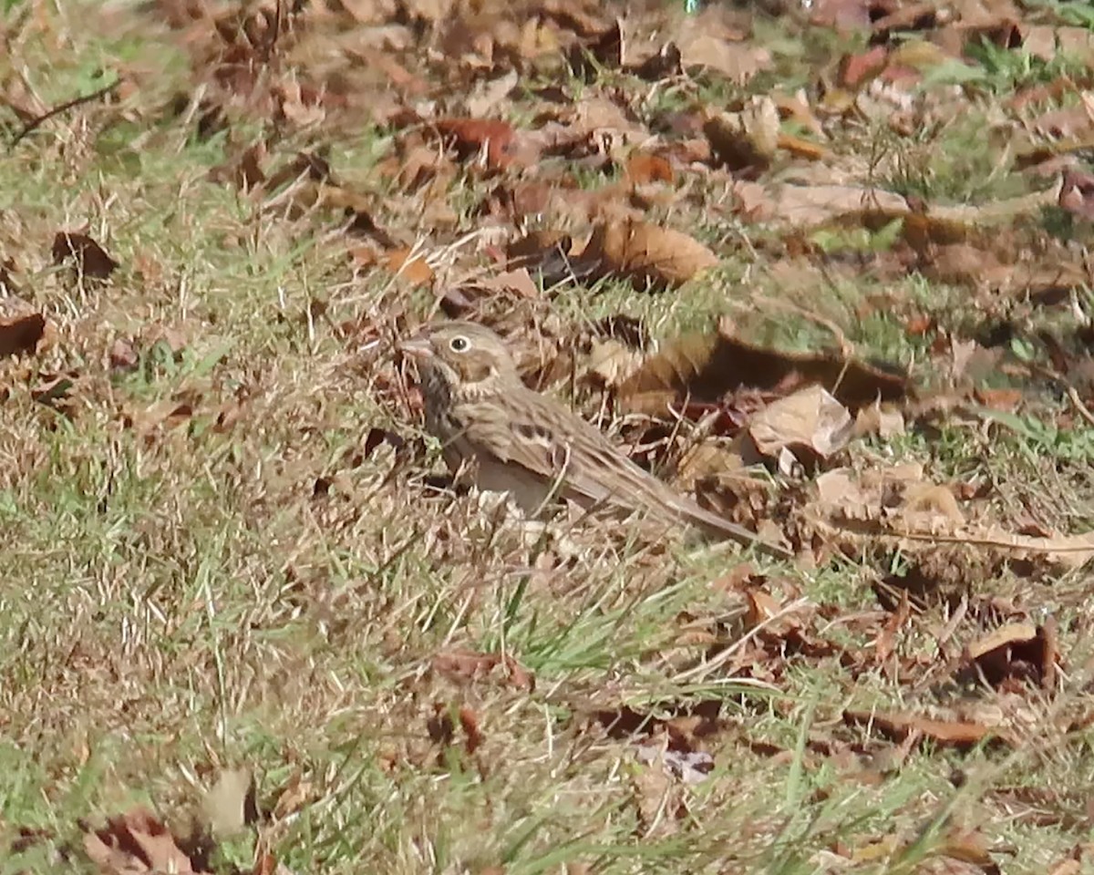 Vesper Sparrow - ML384707531