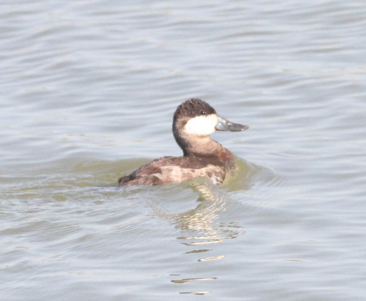 Ruddy Duck - ML384708091