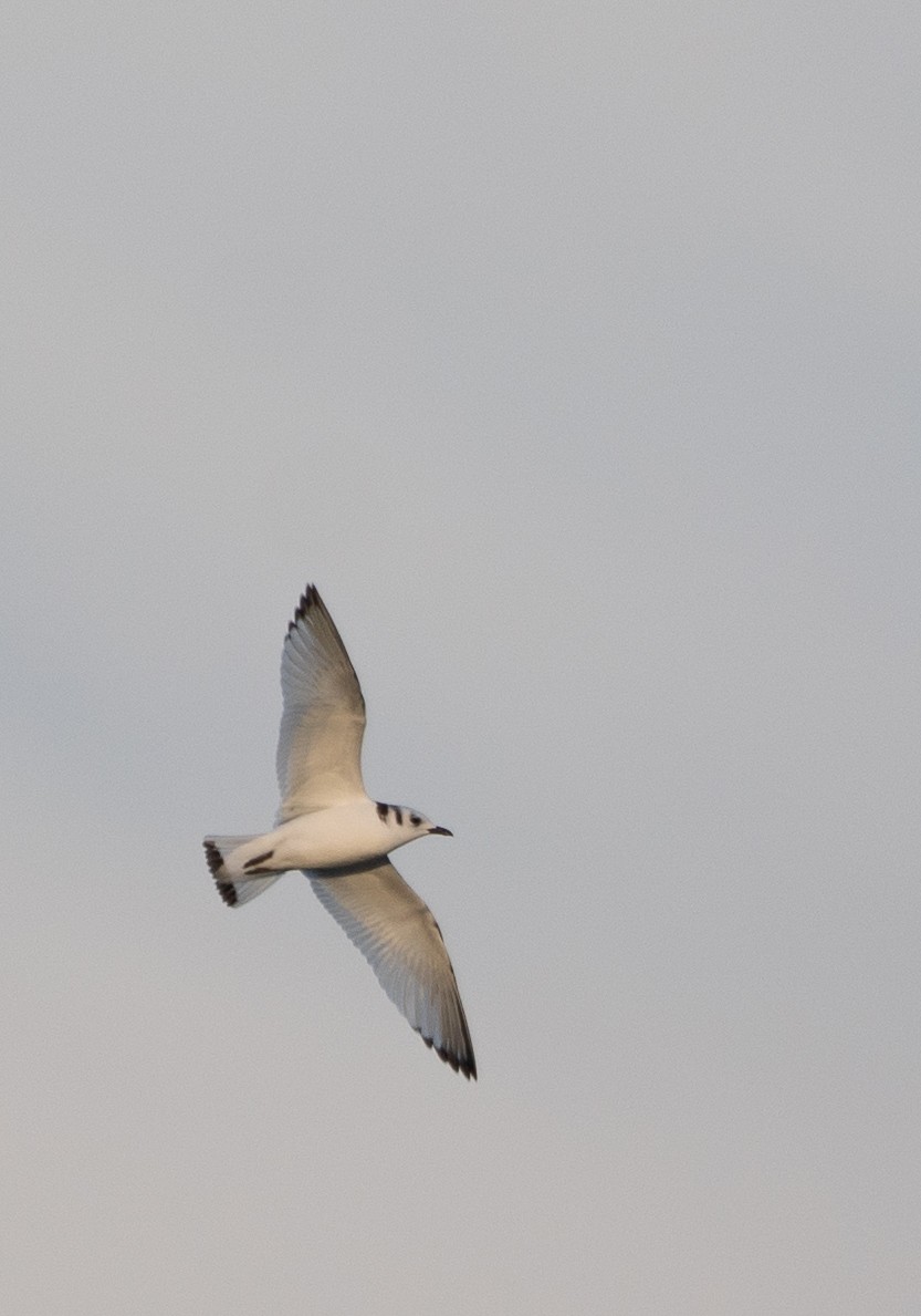 Kara Ayaklı Martı - ML384708151