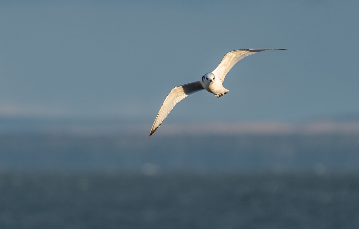 Black-legged Kittiwake - ML384708171