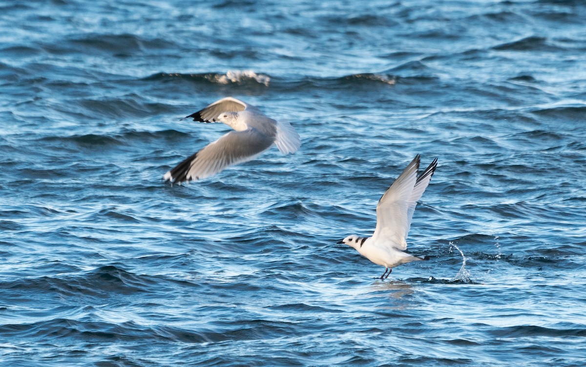 Black-legged Kittiwake - ML384708181