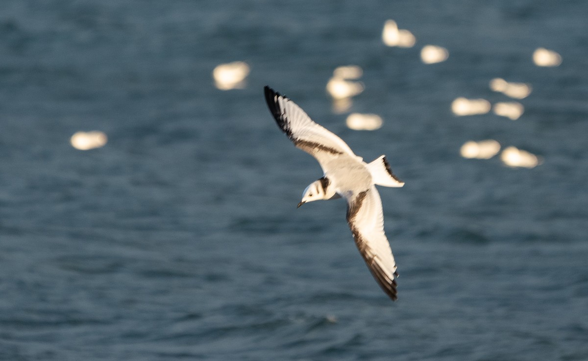 Kara Ayaklı Martı - ML384708191