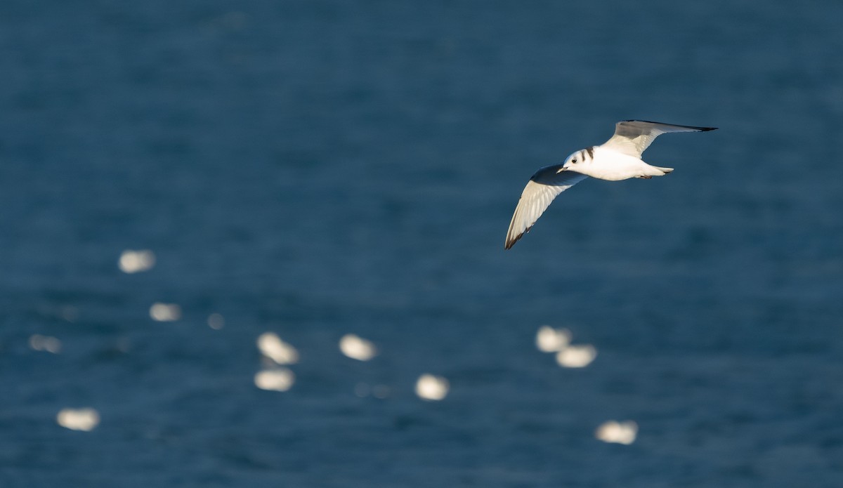 Black-legged Kittiwake - ML384708211