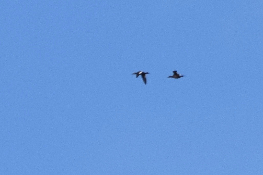 White-winged Scoter - Will Brooks