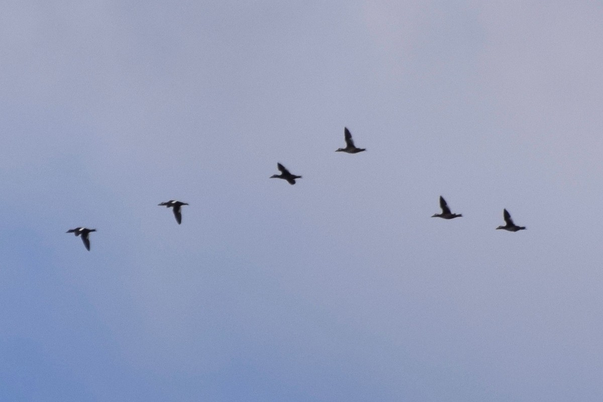 White-winged Scoter - Will Brooks