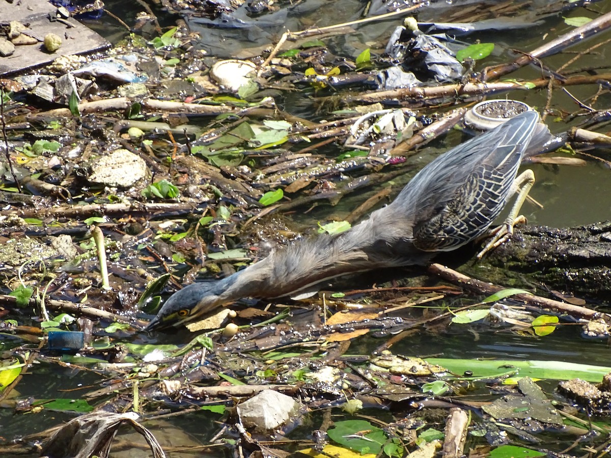 Striated Heron - ML38471111