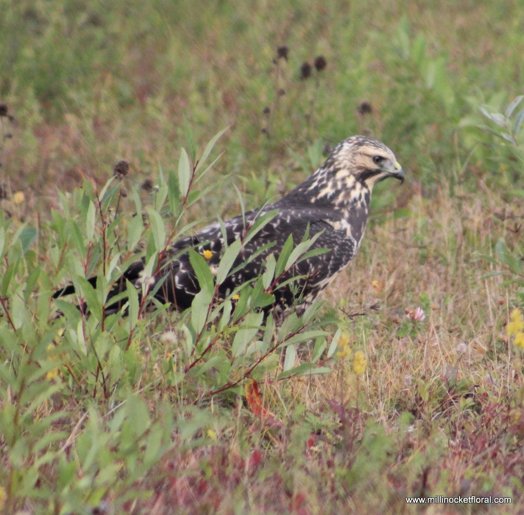 Swainson's Hawk - ML38471171