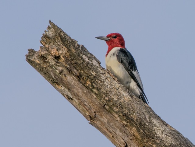 Pic à tête rouge - ML38471351