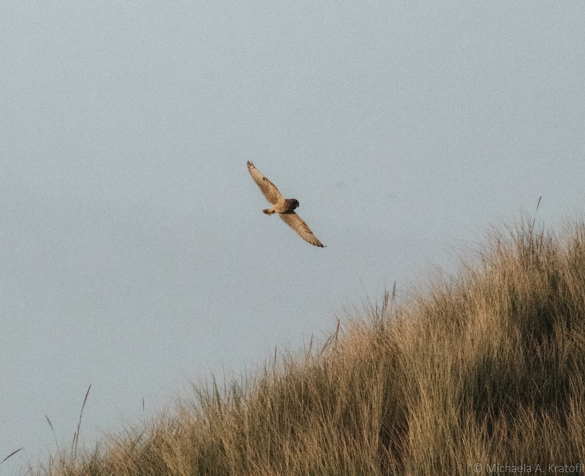 Short-eared Owl - ML384714291