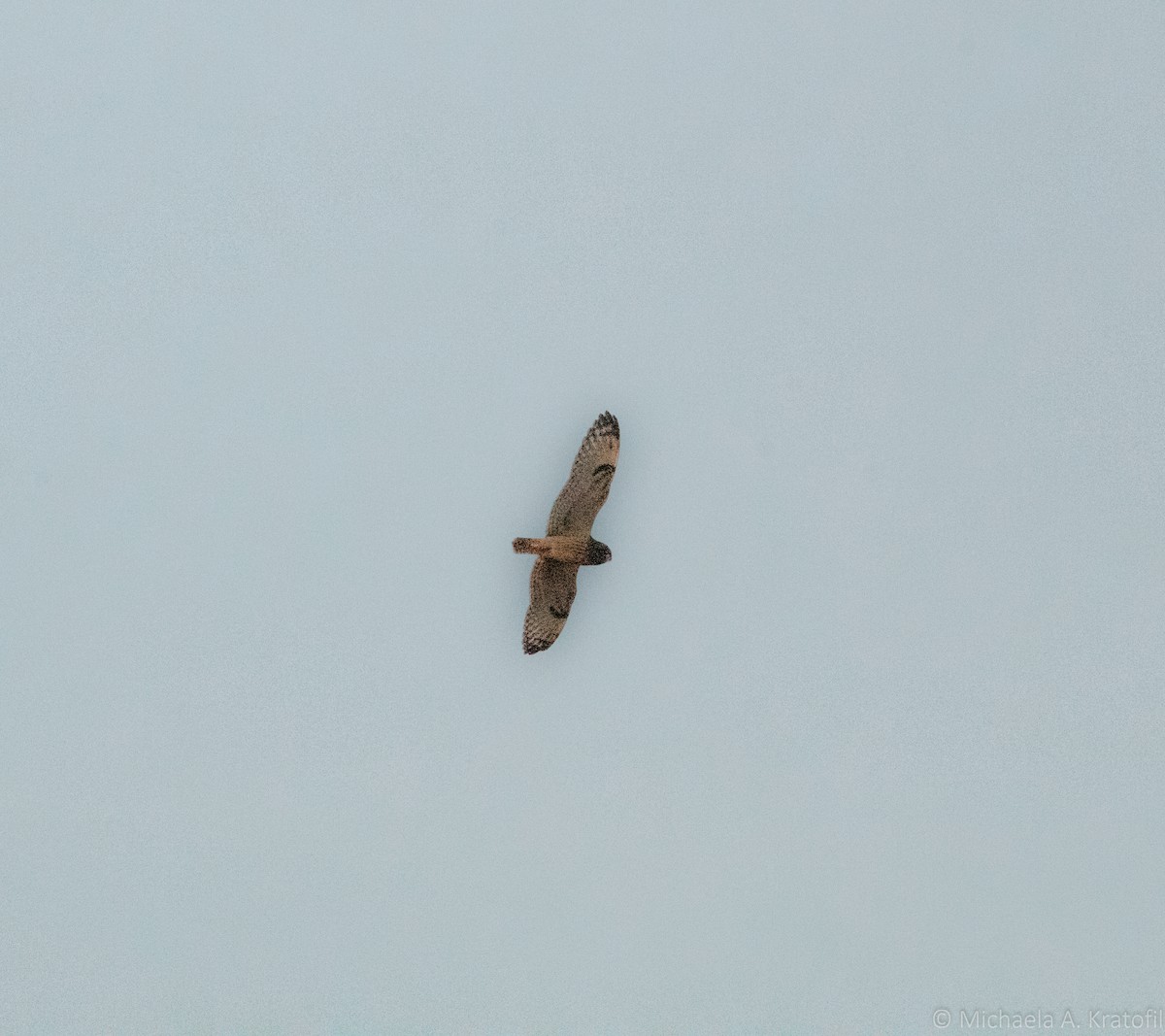 Short-eared Owl - ML384714301