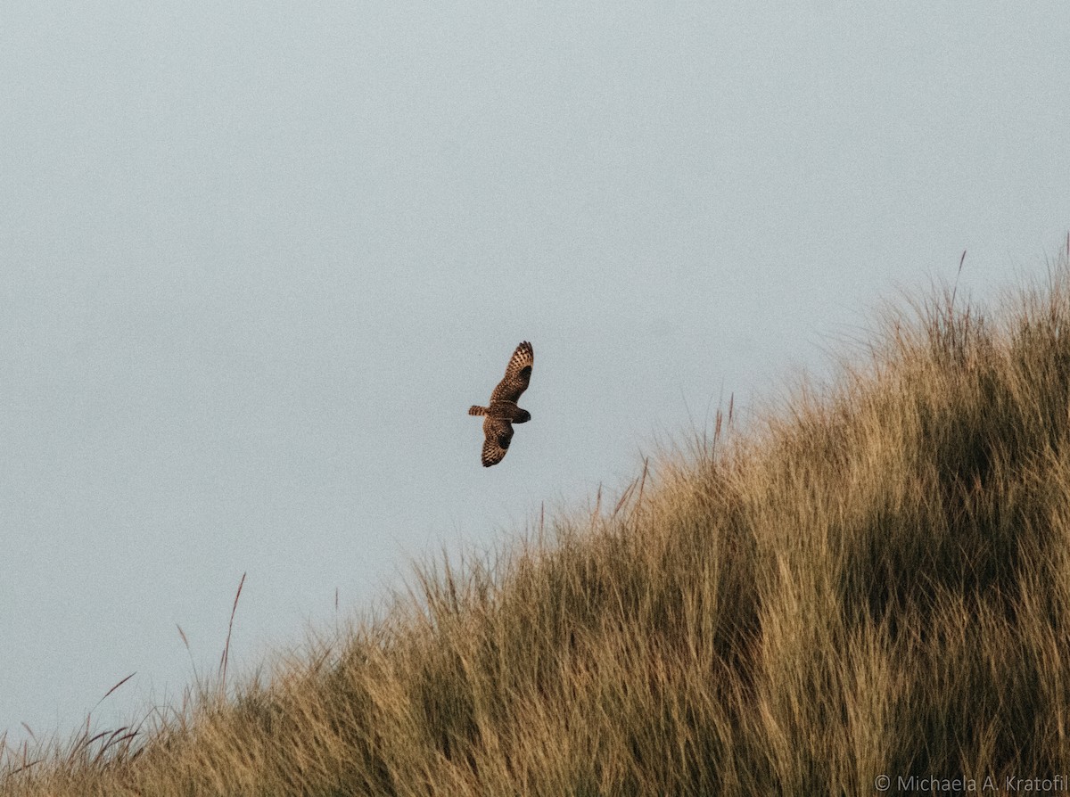 Short-eared Owl - ML384714311