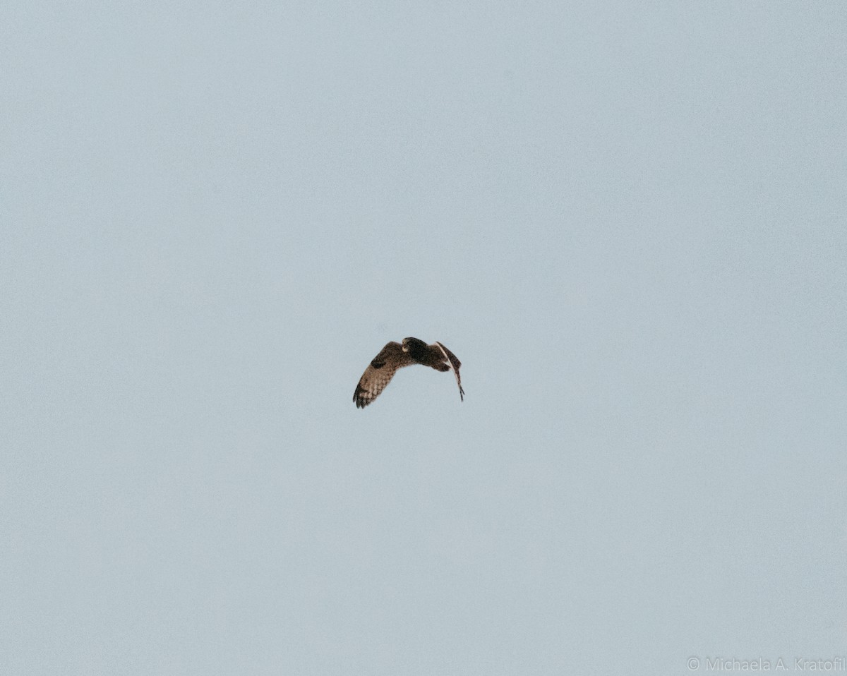 Short-eared Owl - ML384714321