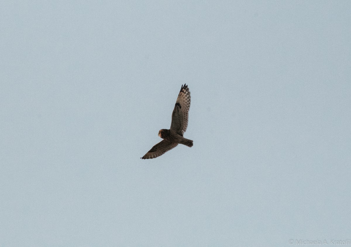 Short-eared Owl - ML384714331