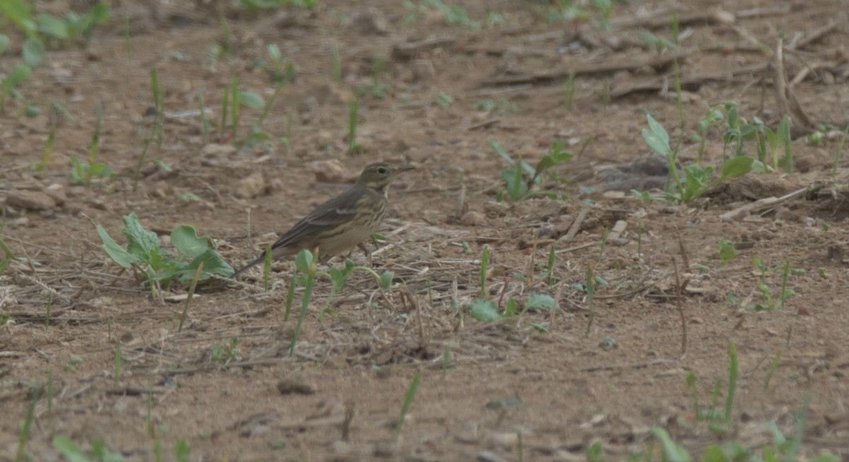 American Pipit - ML384714371