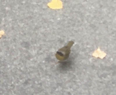 Common Yellowthroat - ML384714671