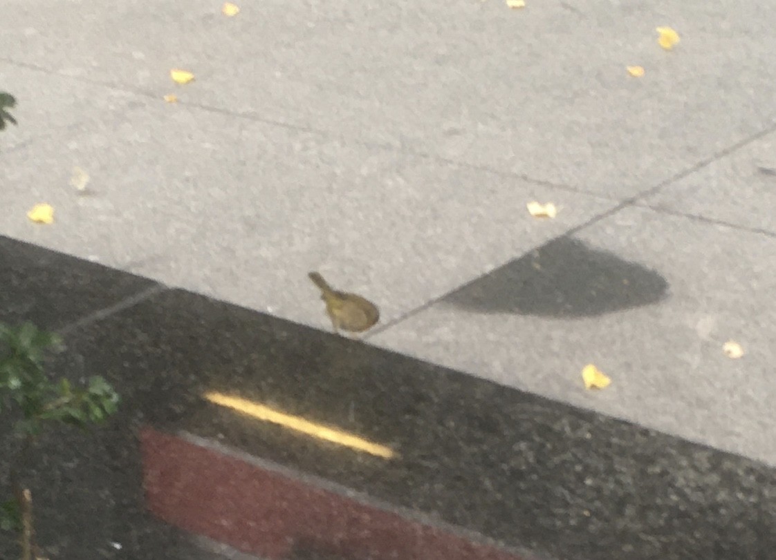 Common Yellowthroat - ML384714681