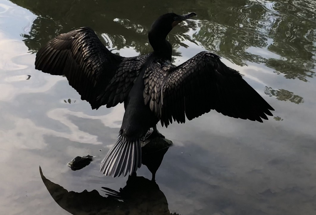 Double-crested Cormorant - ML384715041