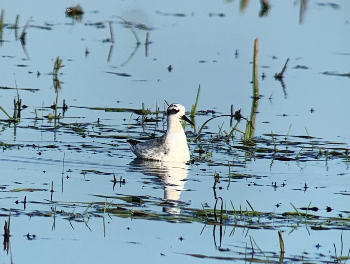 Red Phalarope - ML384715571