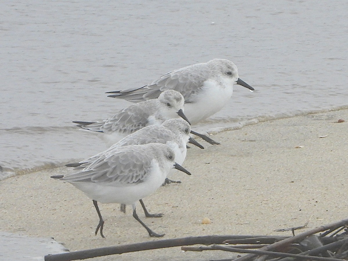 Sanderling - Diogo  Portela