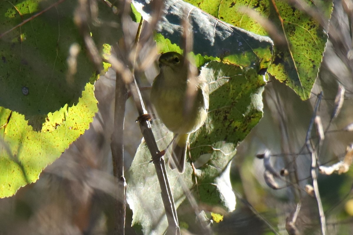 Orange-crowned Warbler - Robin Janson