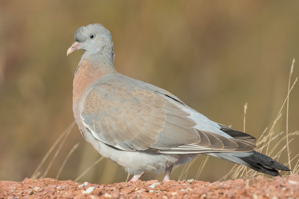 Common Wood-Pigeon - ML384718271