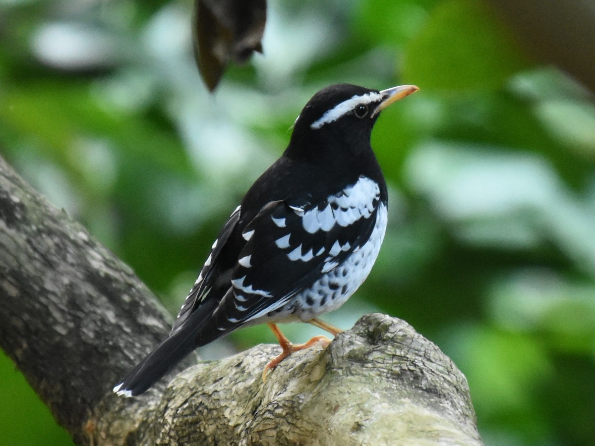 Pied Thrush - ML38472011