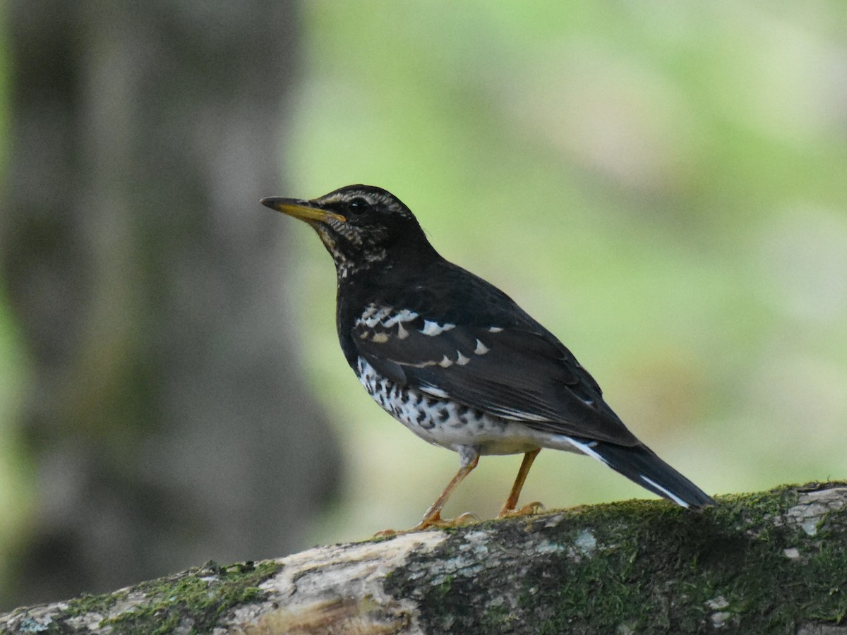 Pied Thrush - ML38472021