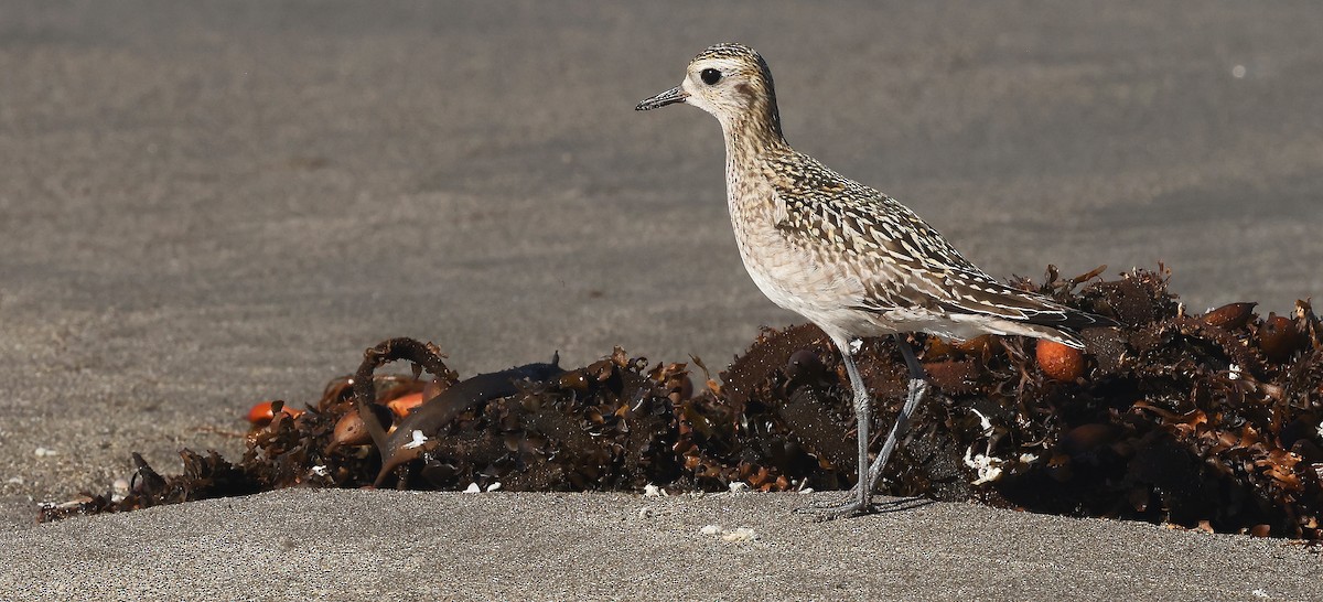Pacific Golden-Plover - ML384720331