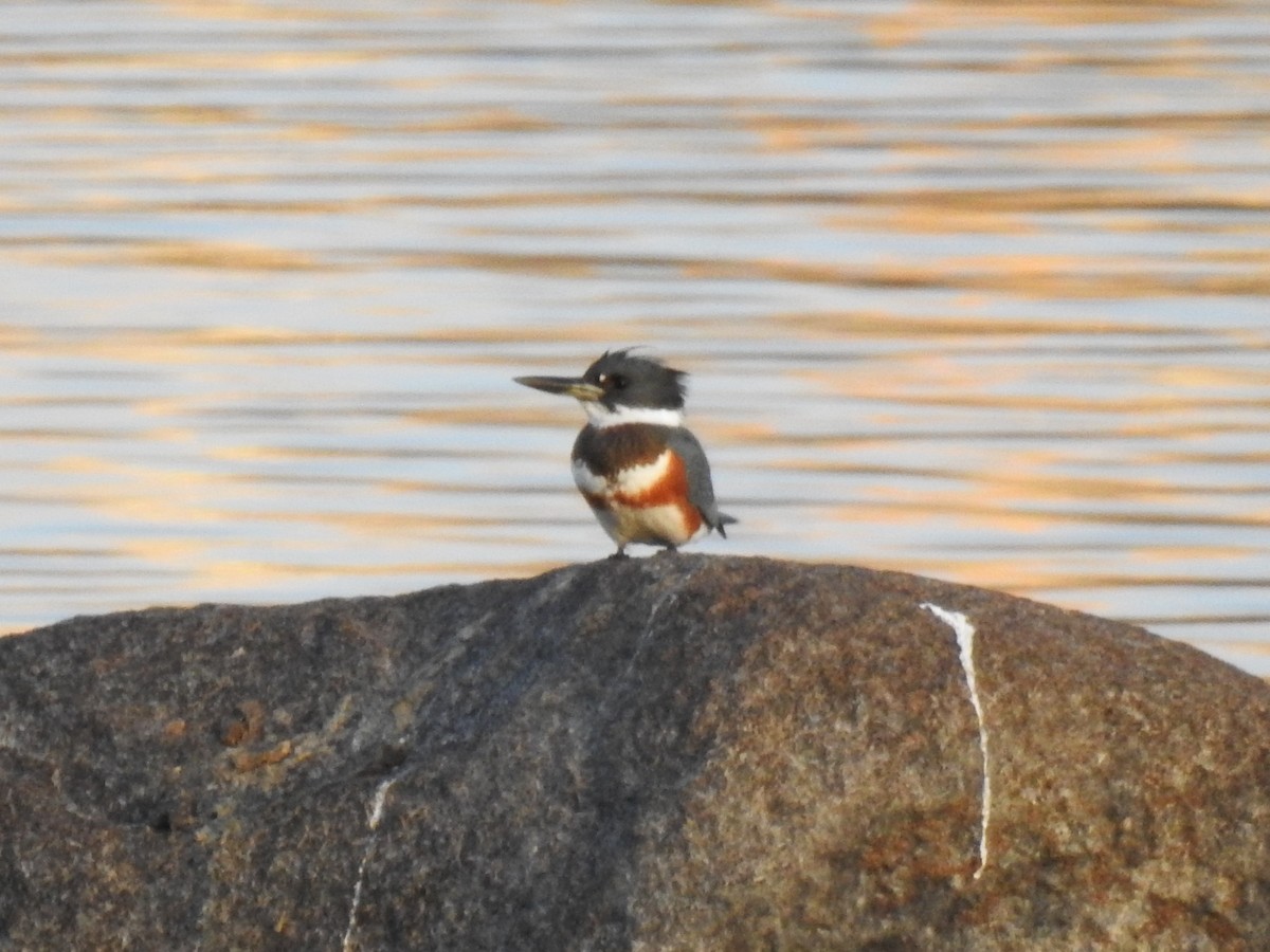 Martin-pêcheur d'Amérique - ML384721671